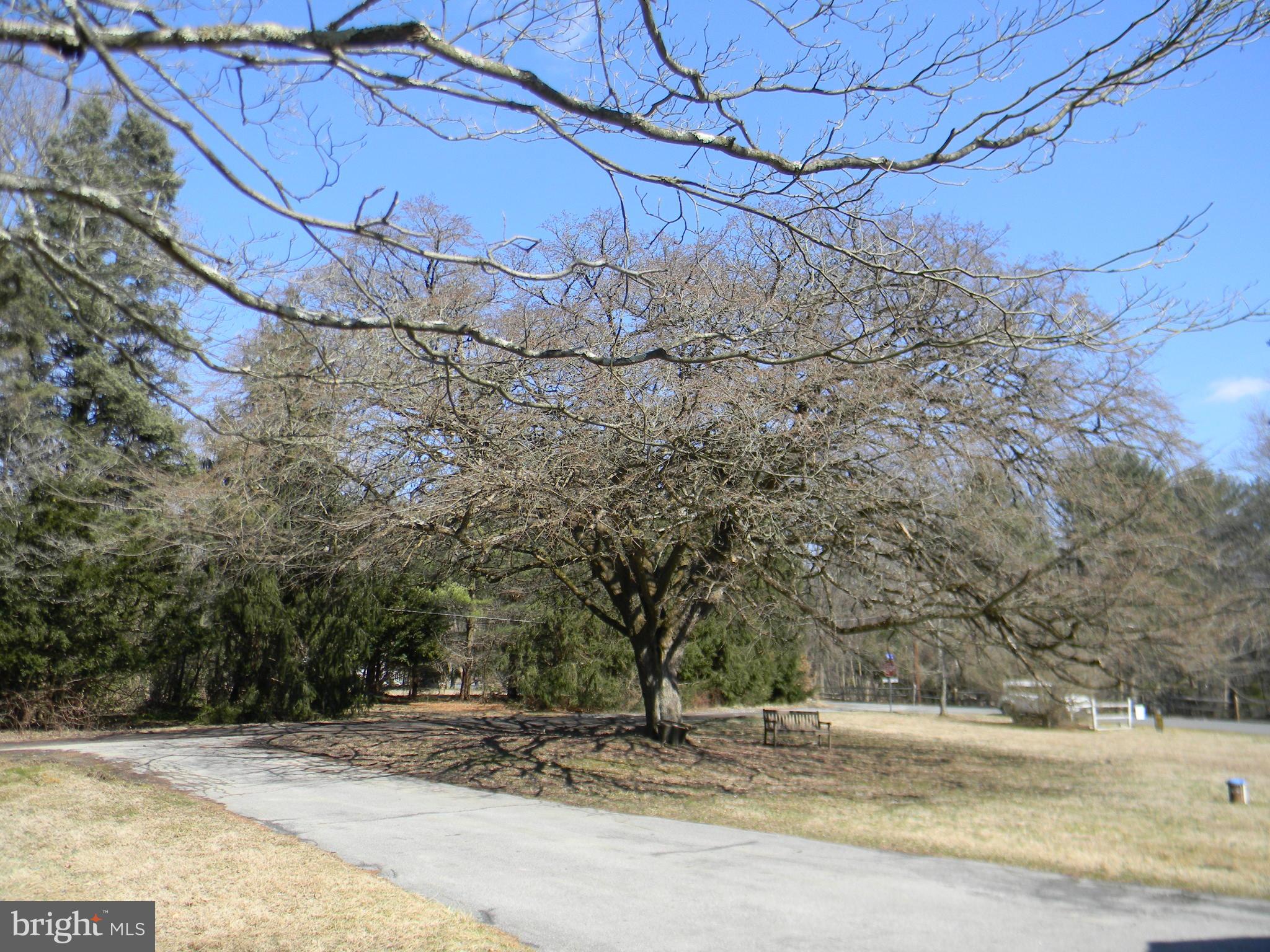 105 Ridge Road Elkton, MD 21921 - Photo 9 of 23 Gorgeous Tree!