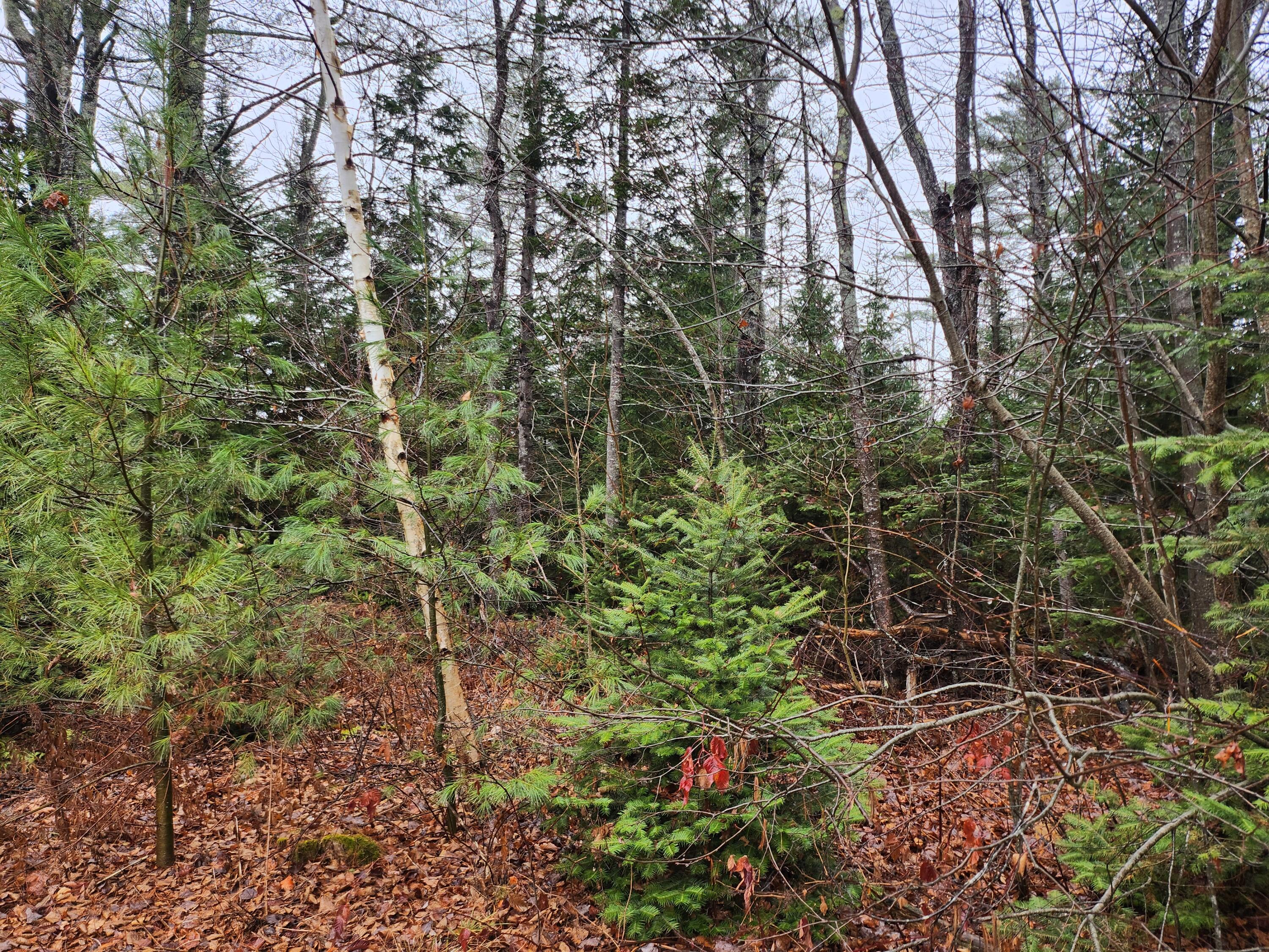 290 Mt Pleasant Road Levant, ME 04456 - Photo 5 of 6 20241122_092032
