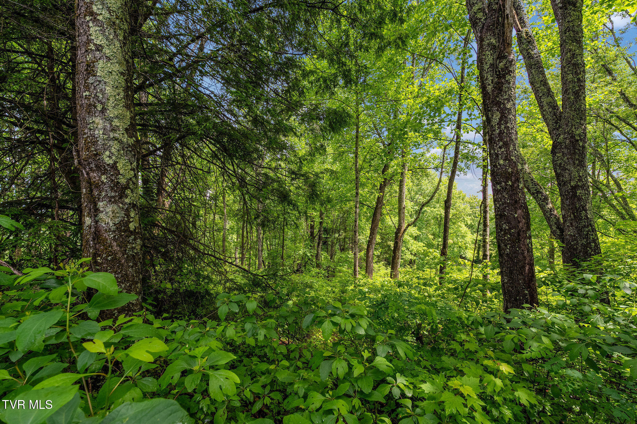 Tbd Walnut Mountain Road Butler, TN 37640 - Photo 22 of 36 DSC04459