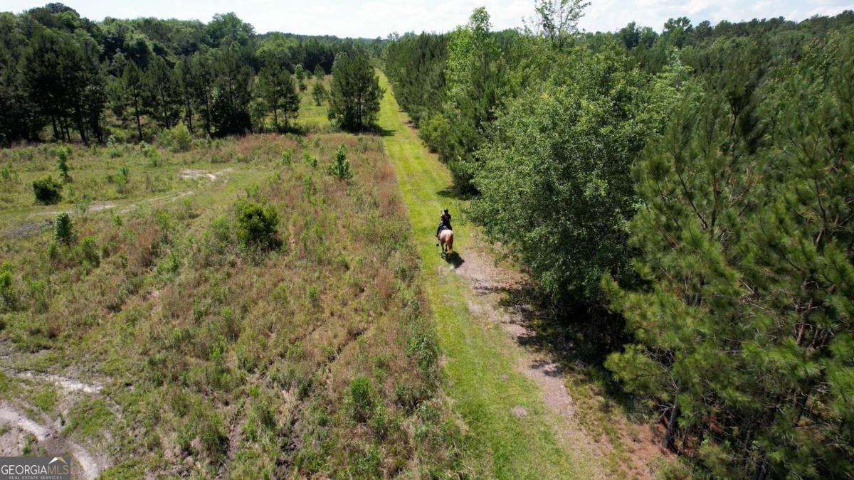 947 Bellhouse Road Macon, GA 31217 - Photo 95 of 100 a view of a forest with a tree