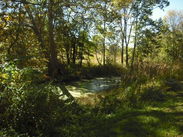 1853 Graves Road Stamping Ground, KY 40379 - Photo 5 of 26 Small pond at edge of driveway.