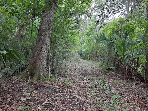 a view of a forest that has large trees