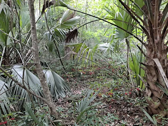 $125,000 | 9550 Northwest 230th Street, Micanopy, FL 32667