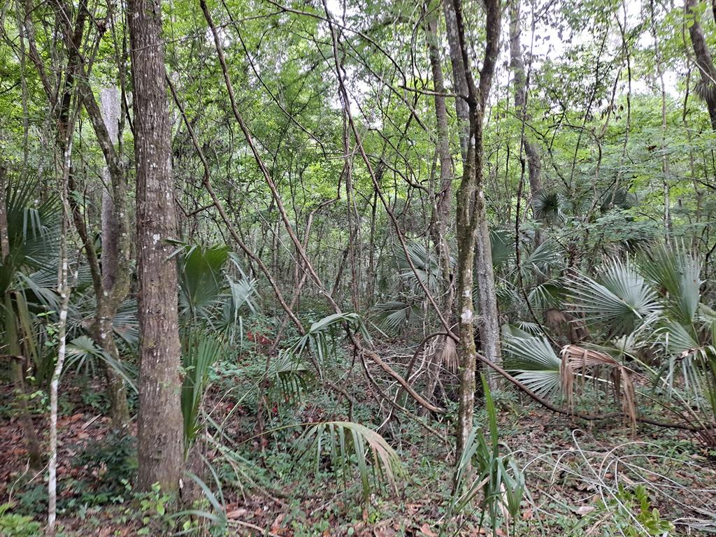 9550 Northwest 230th Street Micanopy, FL 32667 - Photo 5 of 10 a view of a forest with a tree
