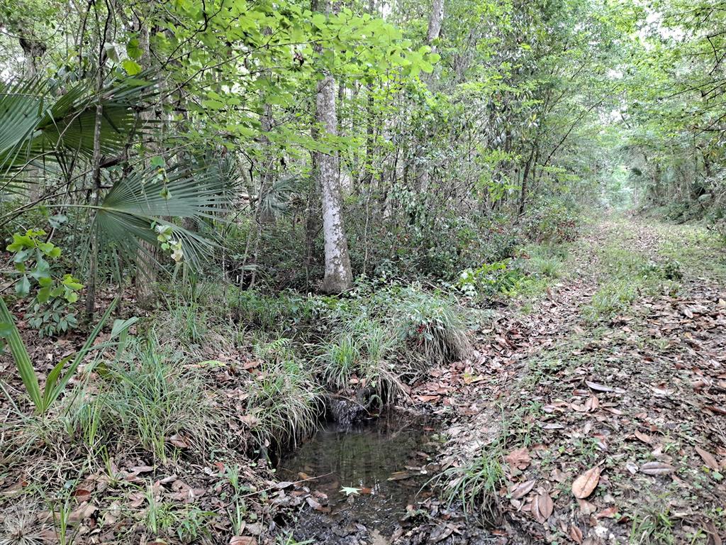 9550 Northwest 230th Street Micanopy, FL 32667 - Photo 6 of 10 a view of a forest with lots of trees