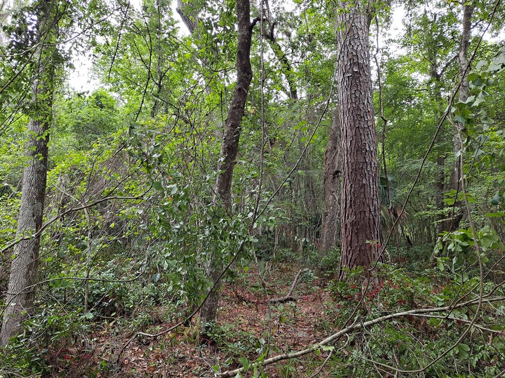 9550 Northwest 230th Street Micanopy, FL 32667 - Photo 7 of 10 a view of a forest with trees