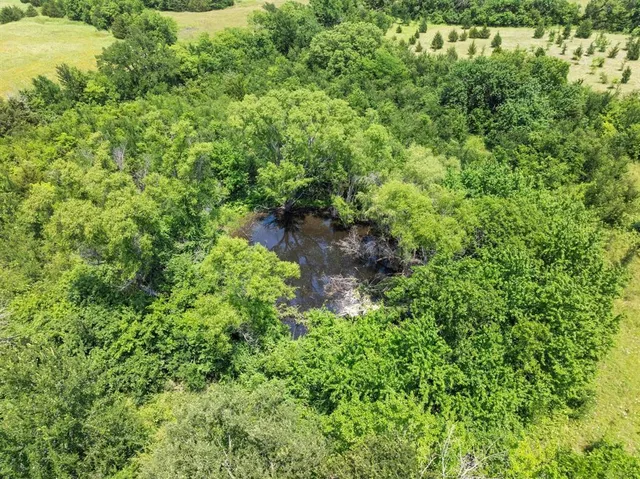 a plant view in yard