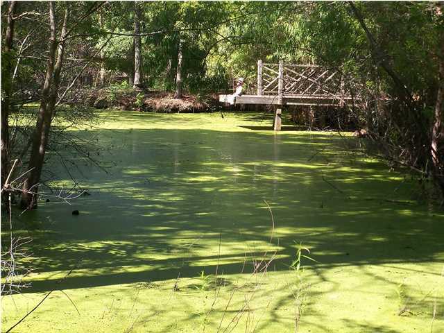7389 Parkers Ferry Road Adams Run, SC 29426 - Photo 22 of 23 Additional Photo