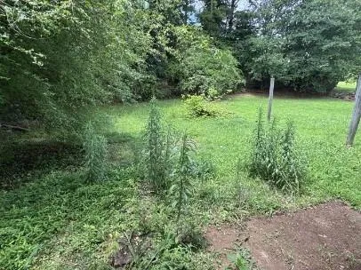 a view of a lush green forest