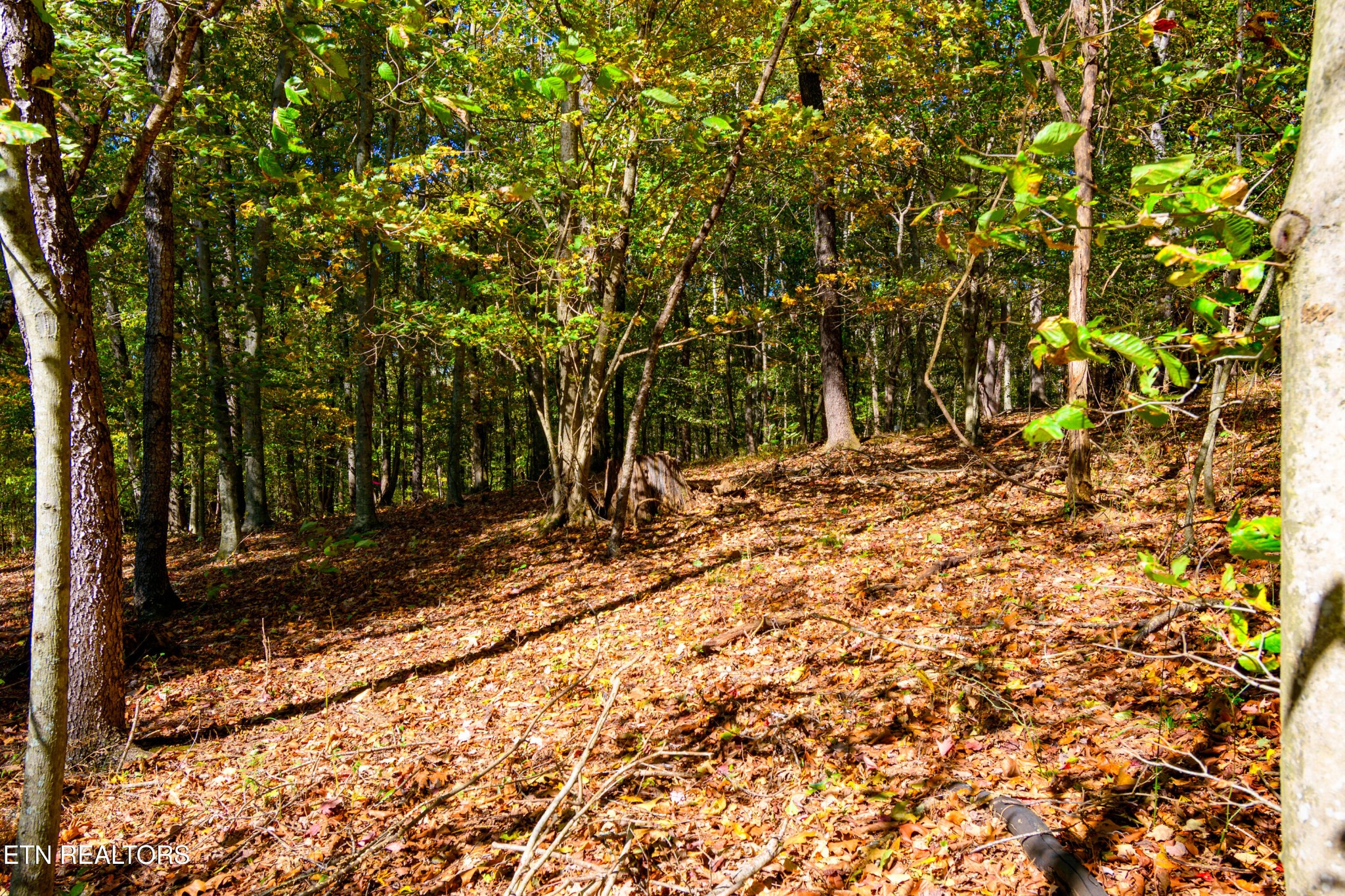 2 Beard Road Strawberry Plains, TN 37871 - Photo 12 of 23 Gallery Image 12