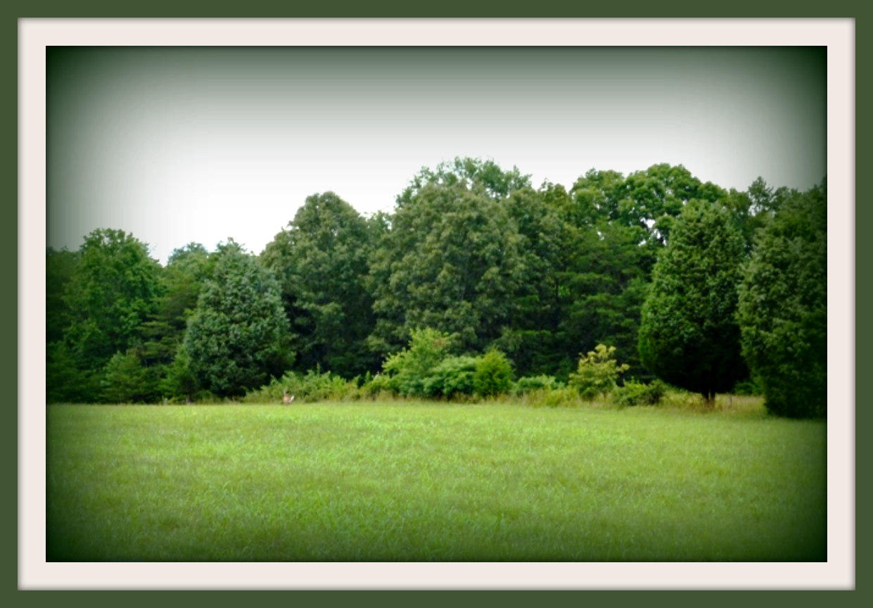 Tract I Burchfield Road Dandridge, TN 37725 - Photo 2 of 9 6-22-2011 035f