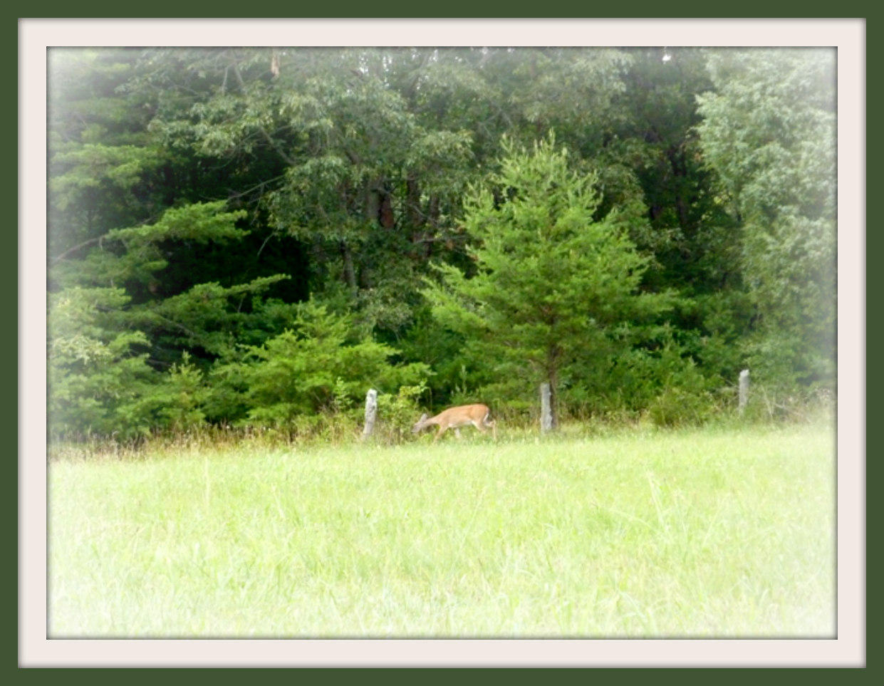 Tract I Burchfield Road Dandridge, TN 37725 - Photo 5 of 9 6-22-2011 036f