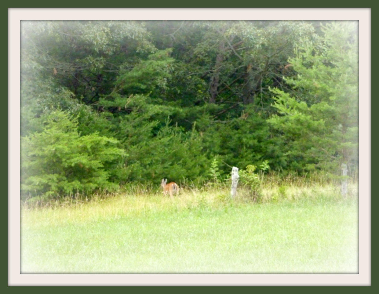 Tract I Burchfield Road Dandridge, TN 37725 - Photo 6 of 9 6-22-2011 037f