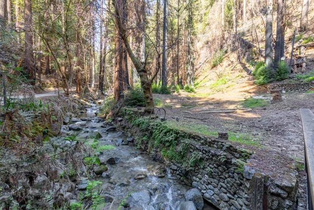 a view of a garden with plants and trees
