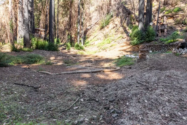 a view of a garden with large trees