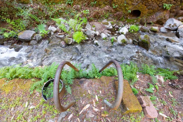 a view of a tree in a yard