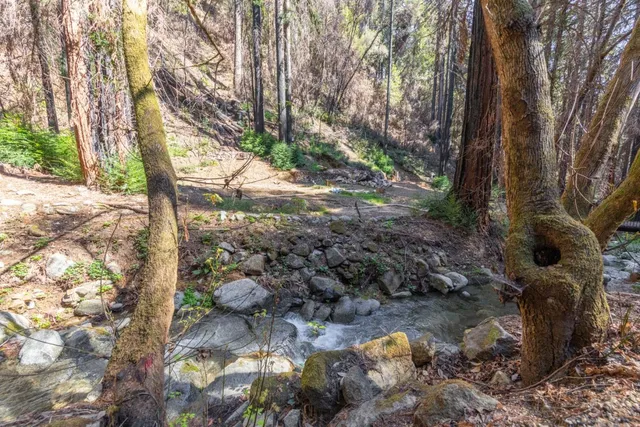 a view of a plant with a plant