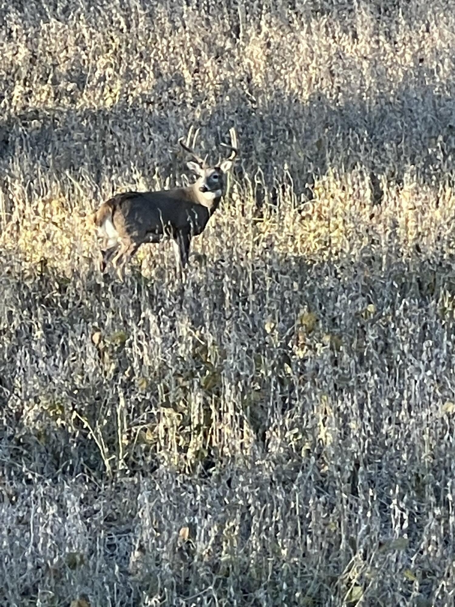 0 Simon Road Mondovi, WI 54755 - Photo 16 of 55 tempImageF47iOi