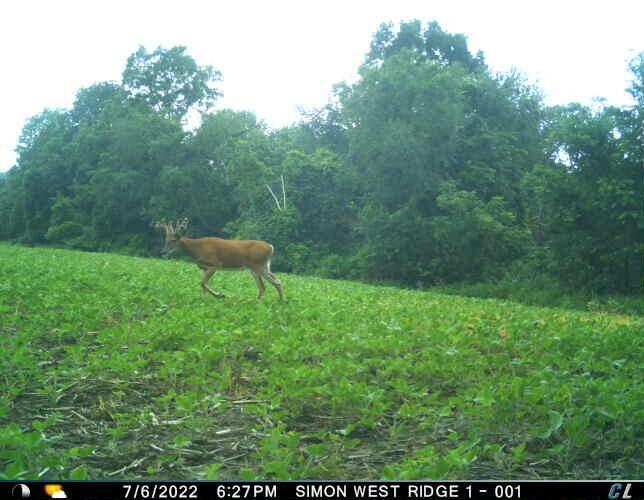 0 Simon Road Mondovi, WI 54755 - Photo 8 of 55 tempImageuiVWh1