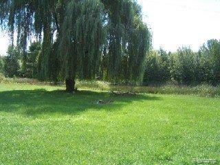 14613 Ithaca Road St. Charles, MI 48655 - Photo 8 of 10 Land