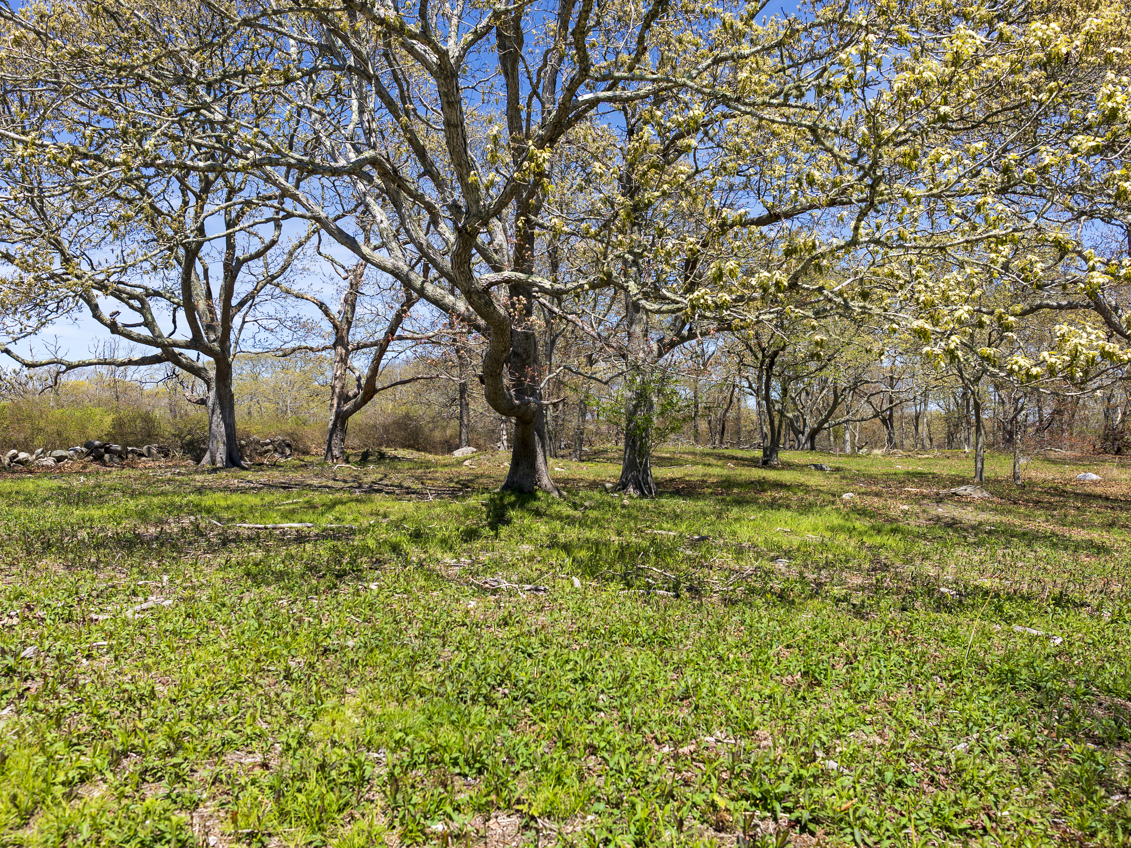a view of backyard with outdoor space