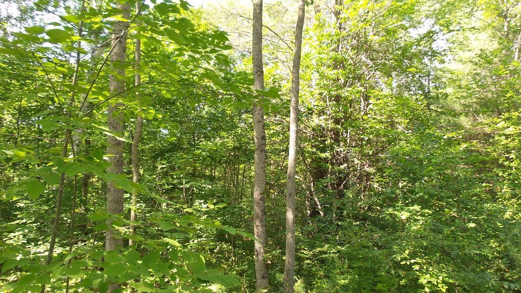 Tbd Stone Road West Newfield, ME 04095 - Photo 7 of 27 Photo