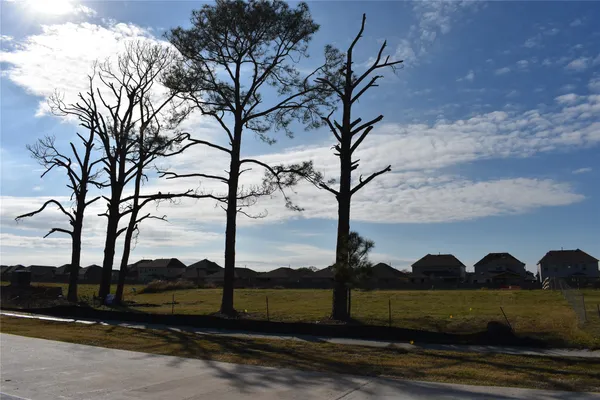 a view of a yard with a tree