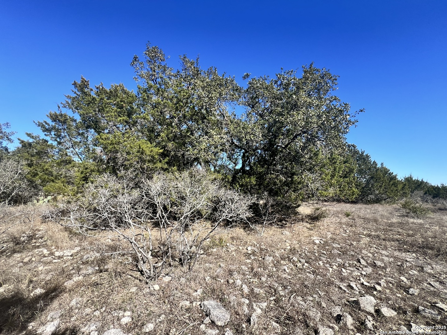 422 Eider Cove Spring Branch, TX 78070 - Photo 11 of 11 a view of a large tree with lots of trees in the background