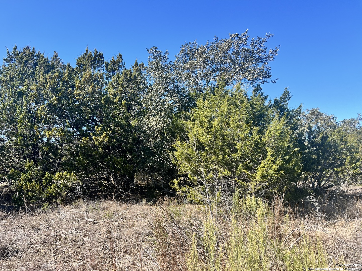 422 Eider Cove Spring Branch, TX 78070 - Photo 3 of 11 a view of a yard with a tree