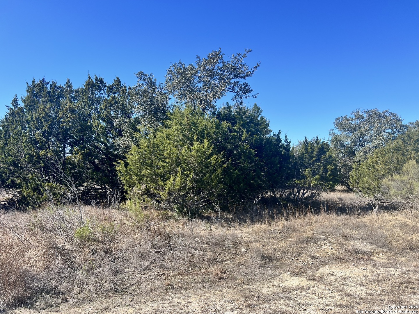 422 Eider Cove Spring Branch, TX 78070 - Photo 4 of 11 a view of a yard with a tree