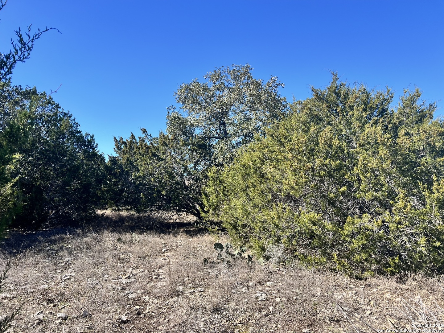 422 Eider Cove Spring Branch, TX 78070 - Photo 5 of 11 a view of a yard with a tree