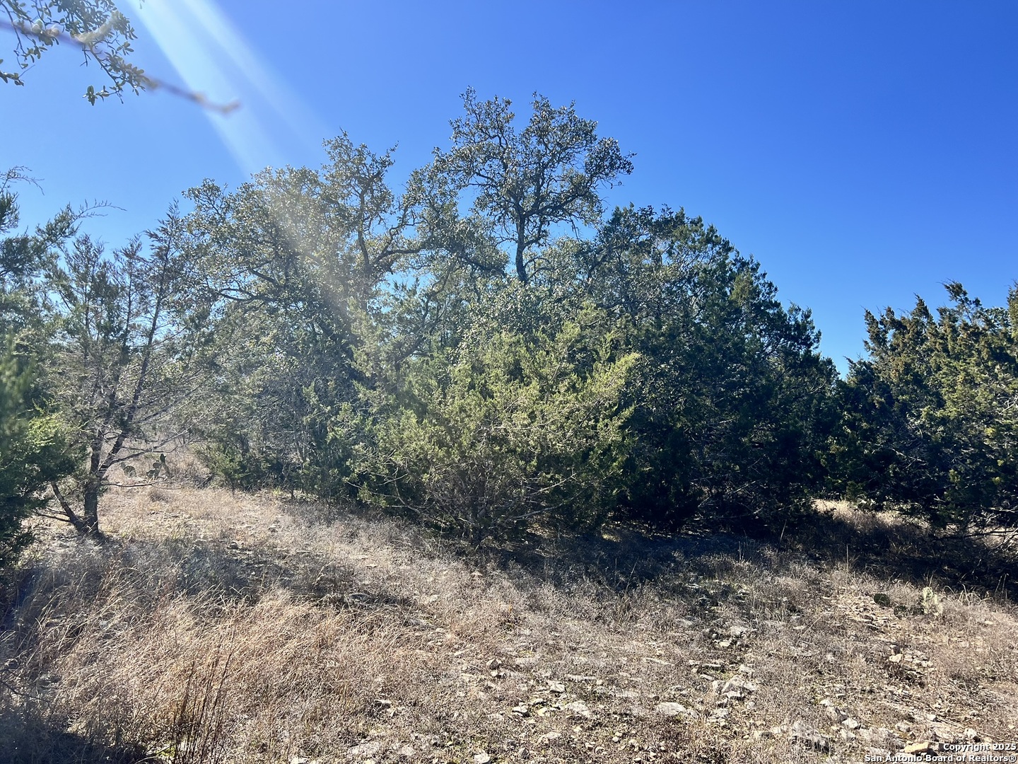 422 Eider Cove Spring Branch, TX 78070 - Photo 6 of 11 a view of a yard with a tree