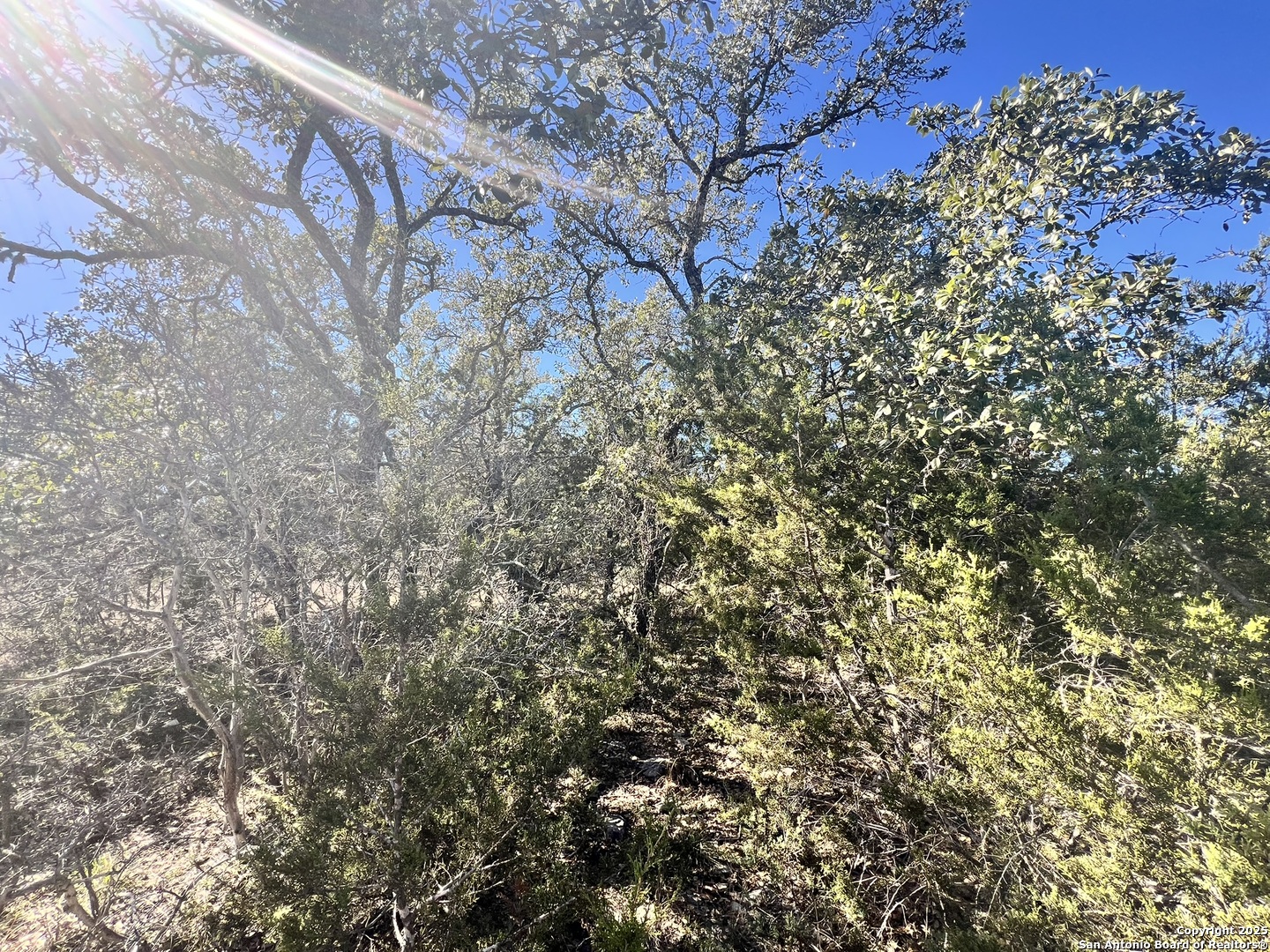422 Eider Cove Spring Branch, TX 78070 - Photo 7 of 11 a view of a yard with a tree