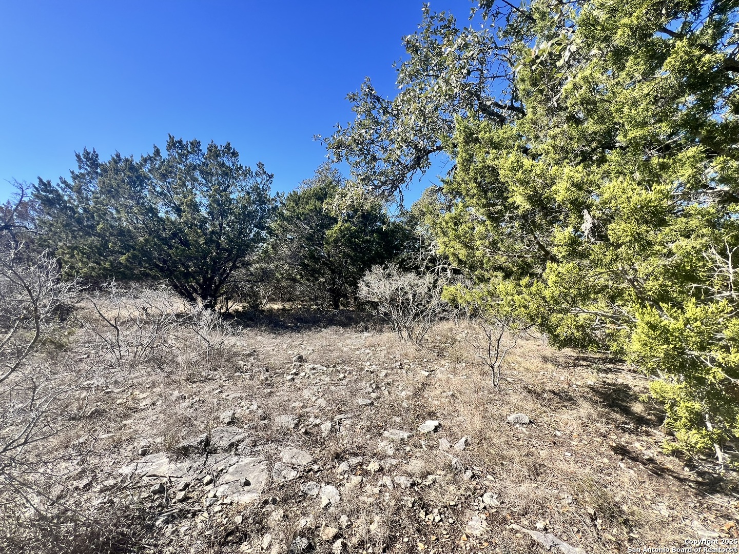 422 Eider Cove Spring Branch, TX 78070 - Photo 8 of 11 a view of a yard with a tree