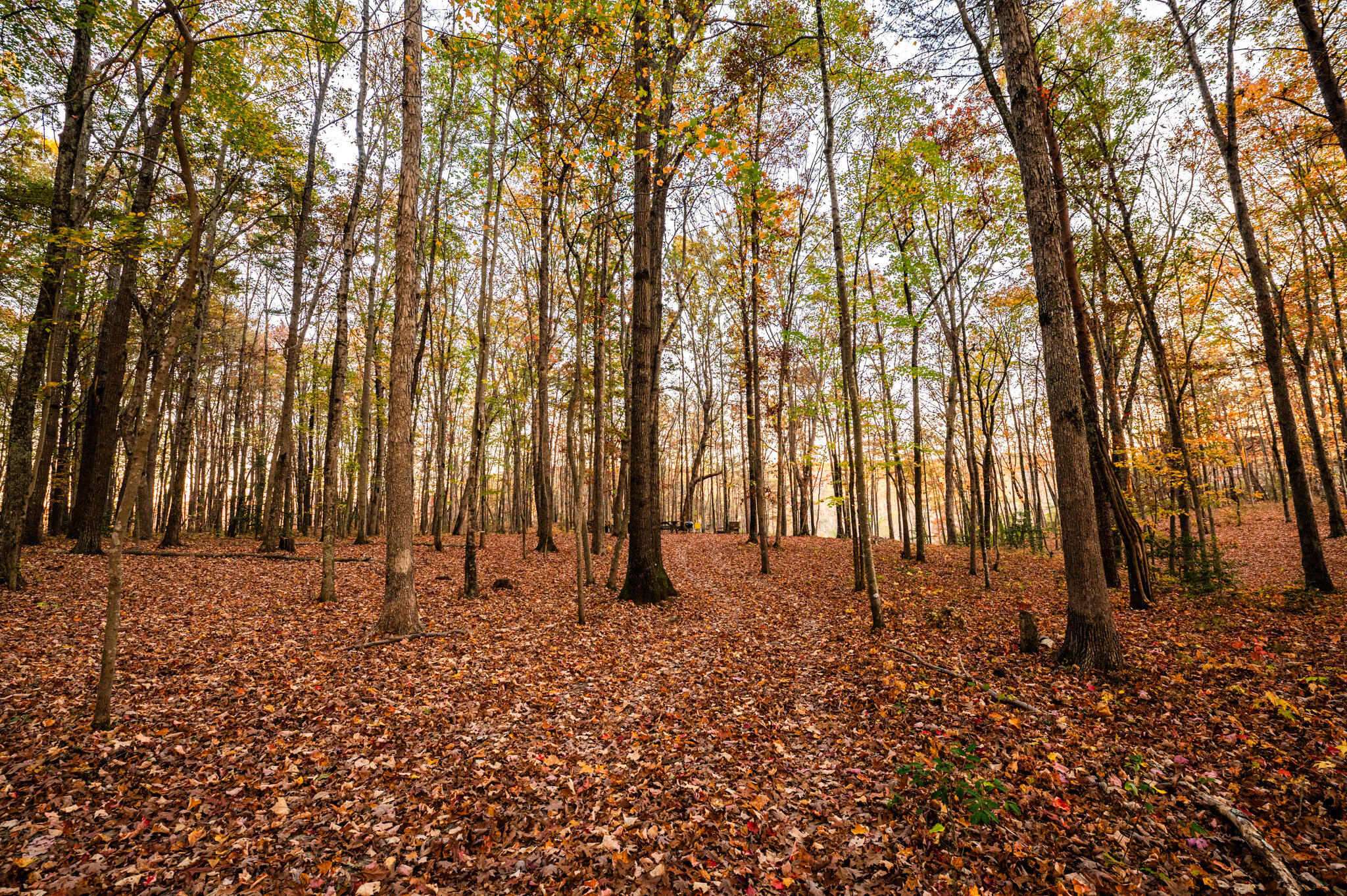 2272 Little Bend Road Signal Mountain, TN 37377 - Photo 15 of 16 15
