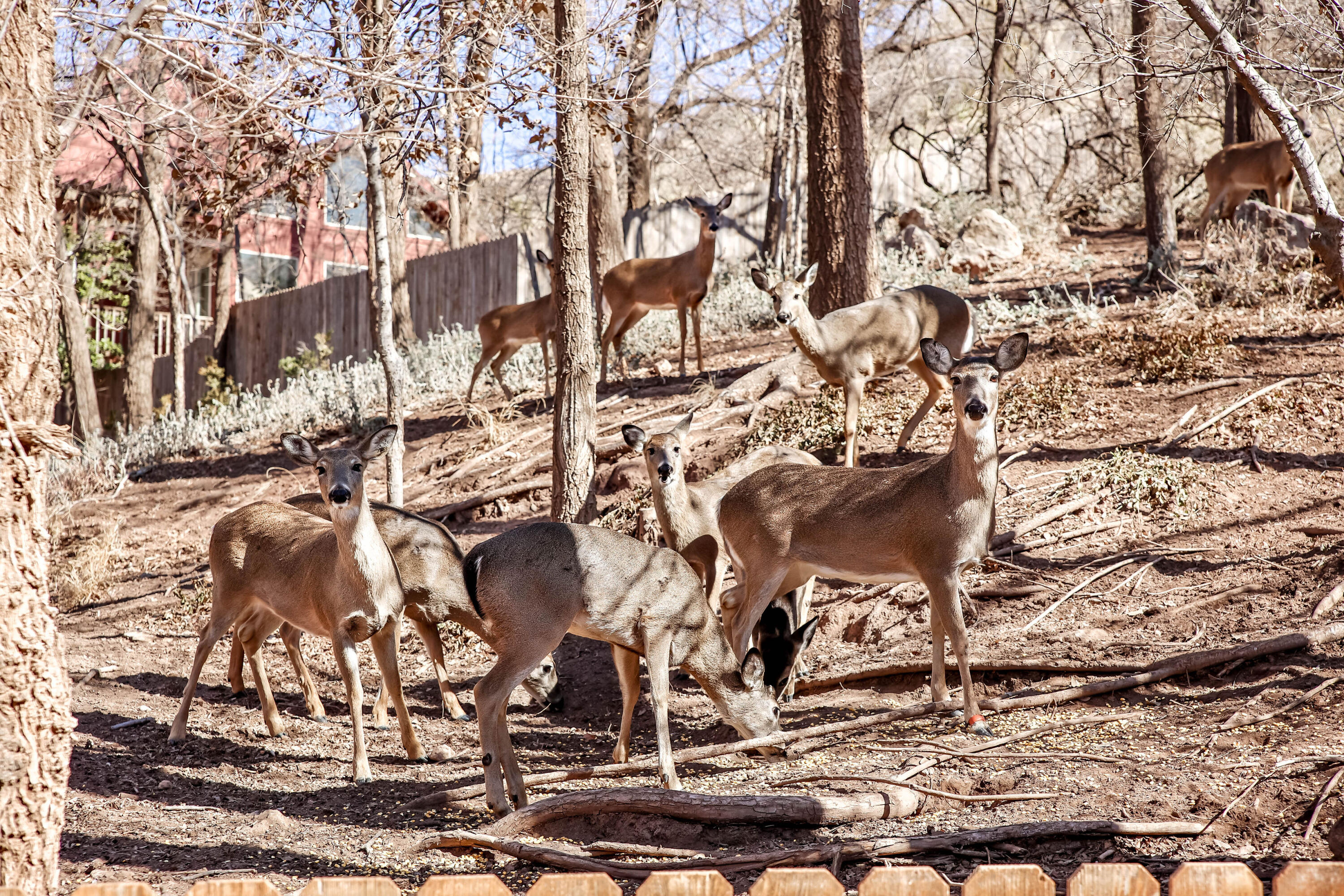 5 Tanglewood Ransom Canyon, TX 79366 - Photo 33 of 50 Dream Home in Ransom Canyon70