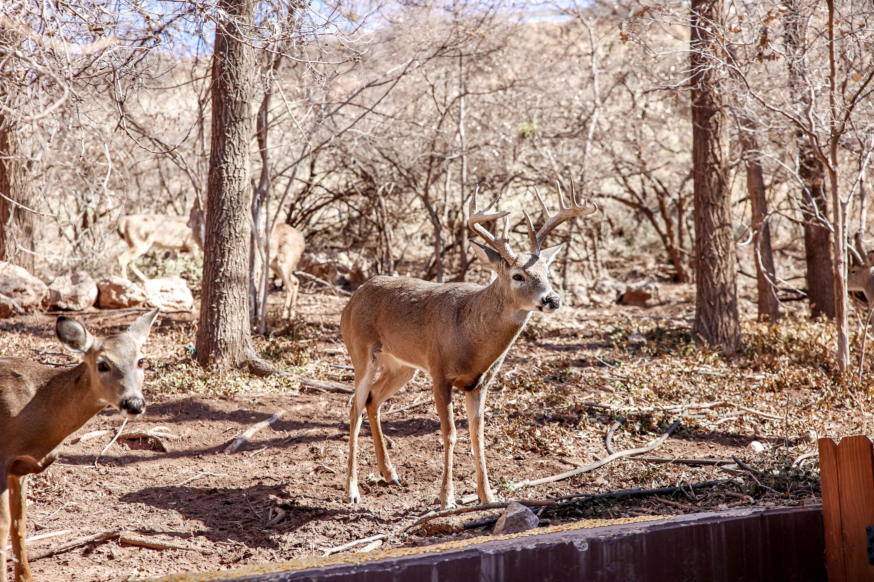 5 Tanglewood Ransom Canyon, TX 79366 - Photo 34 of 50 Dream Home in Ransom Canyon72