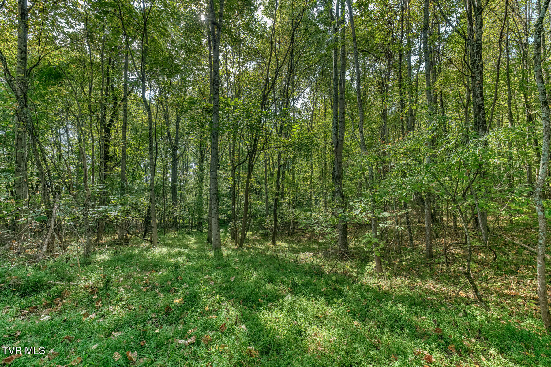 1680 Old Milburnton Road Limestone, TN 37681 - Photo 60 of 62 1680 Old Milburnton Rd-63