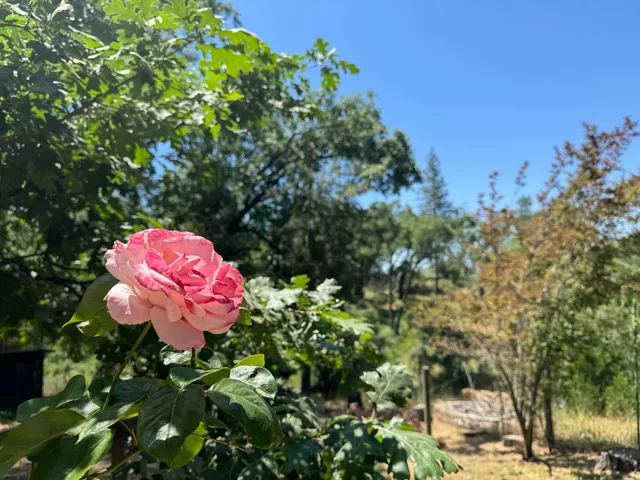 $220,000 | 53804 Highway 245, Miramonte, CA 93641