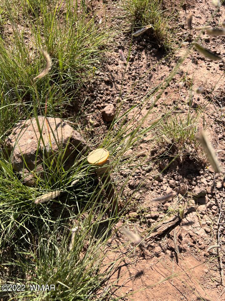 25-27 County Road Concho, AZ 85924 - Photo 18 of 19