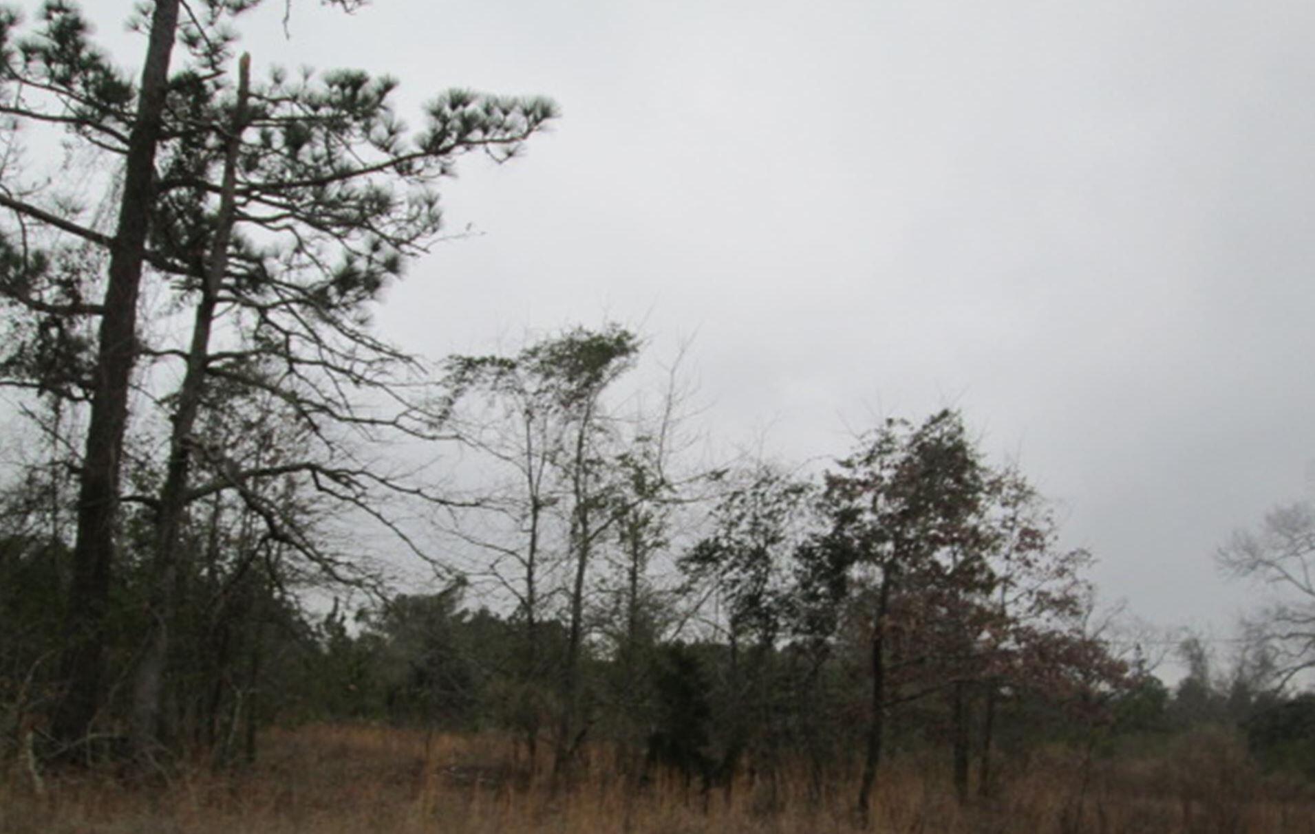 0 Hicks Park Road Reynolds, GA 31076 - Photo 11 of 12 0 hicks trailer park rd- road view 1