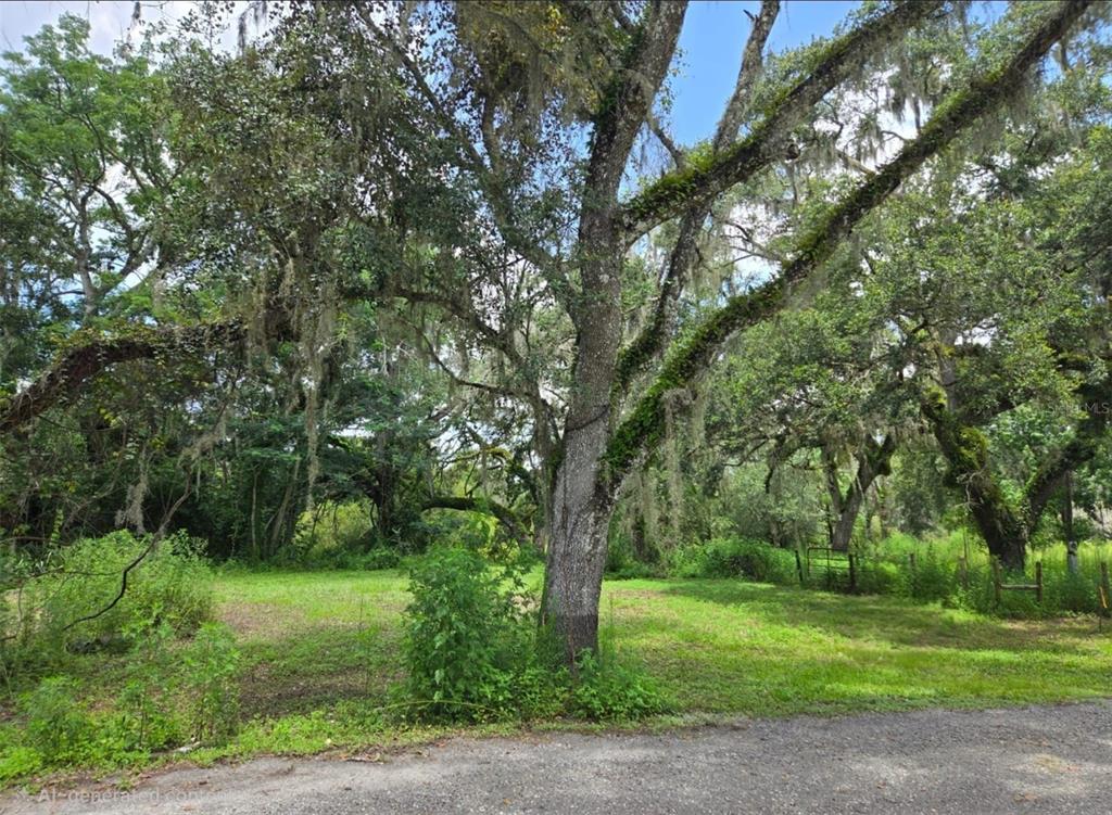 0 Dublin Road Ridge Manor, FL 33523 - Photo 2 of 13 a view of a yard with a tree