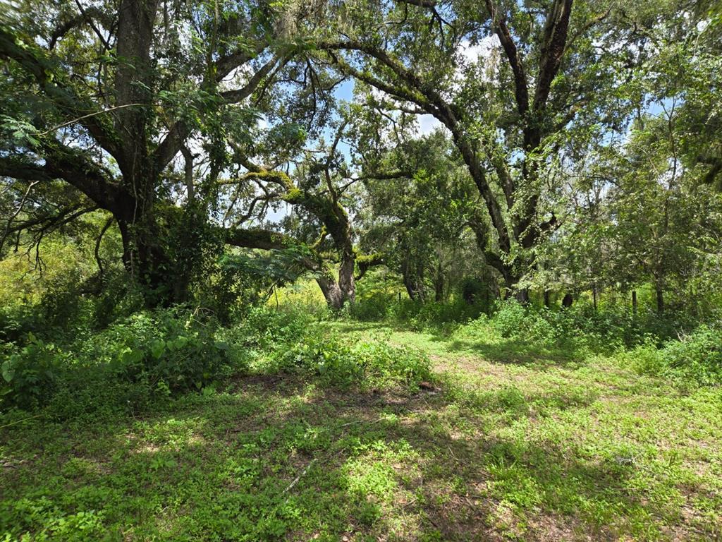 0 Dublin Road Ridge Manor, FL 33523 - Photo 6 of 13 a view of a lush green forest