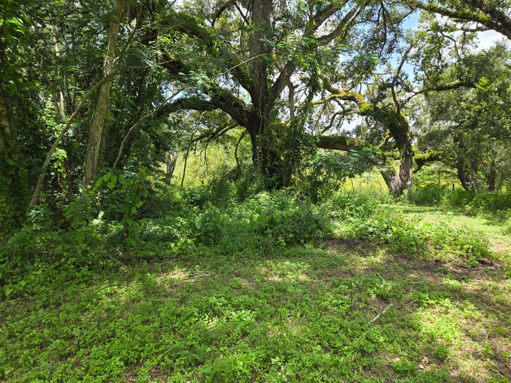 0 Dublin Road Ridge Manor, FL 33523 - Photo 7 of 13 a view of a lush green forest