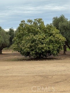 0 Kibby Merced, CA 95340 - Photo 5 of 8 a view of yard with trees