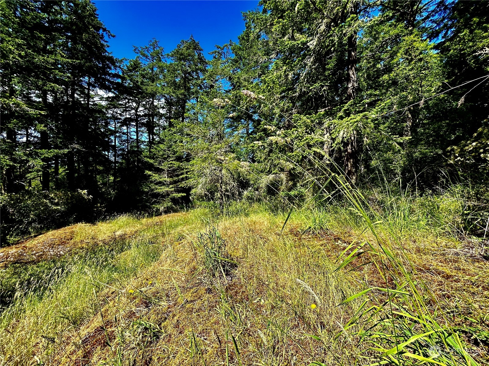 0 Salmonberry Lane Friday Harbor, WA 98250 - Photo 12 of 12