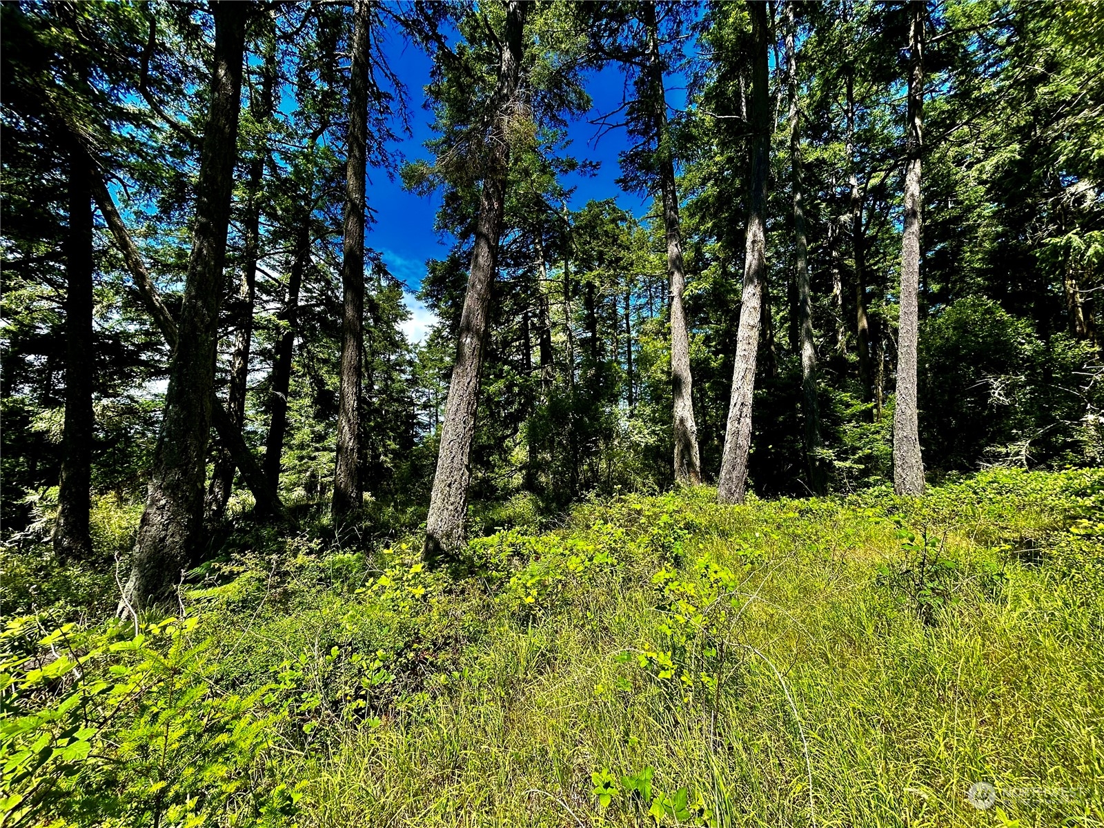 0 Salmonberry Lane Friday Harbor, WA 98250 - Photo 4 of 12