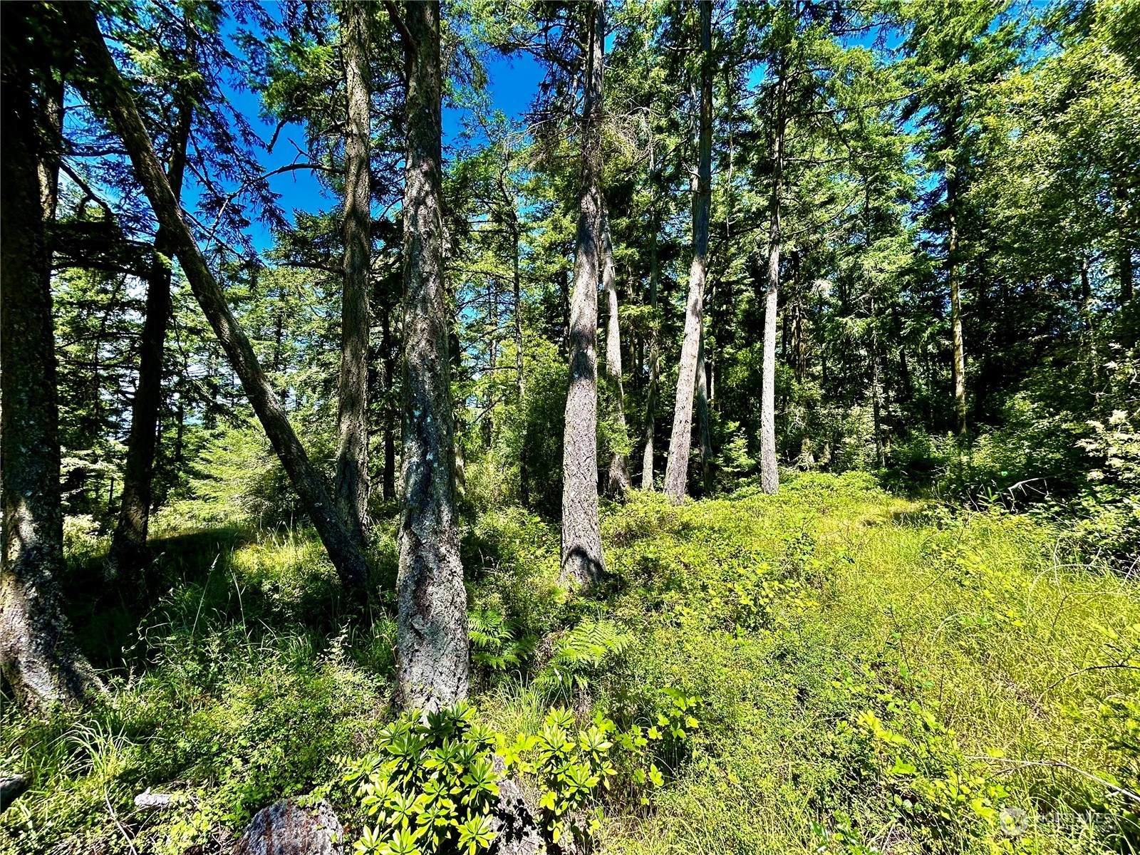 0 Salmonberry Lane Friday Harbor, WA 98250 - Photo 8 of 12