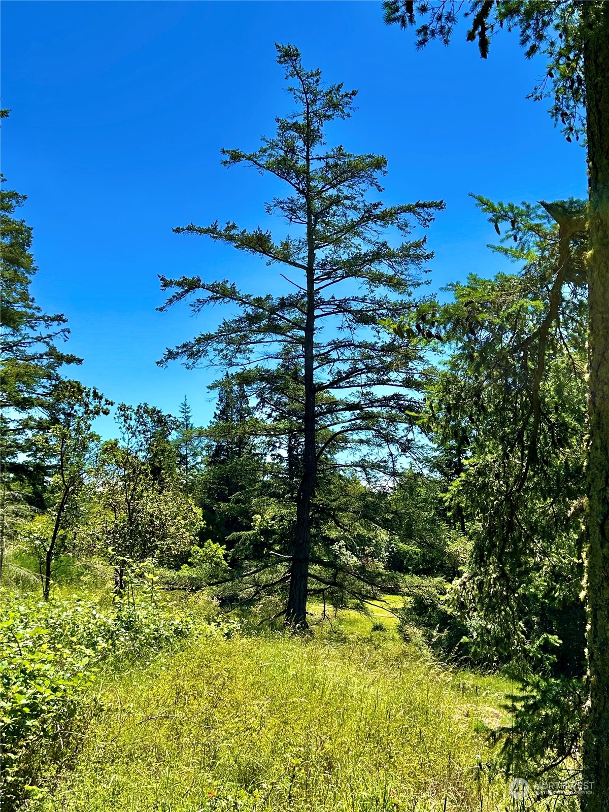 0 Salmonberry Lane Friday Harbor, WA 98250 - Photo 9 of 12