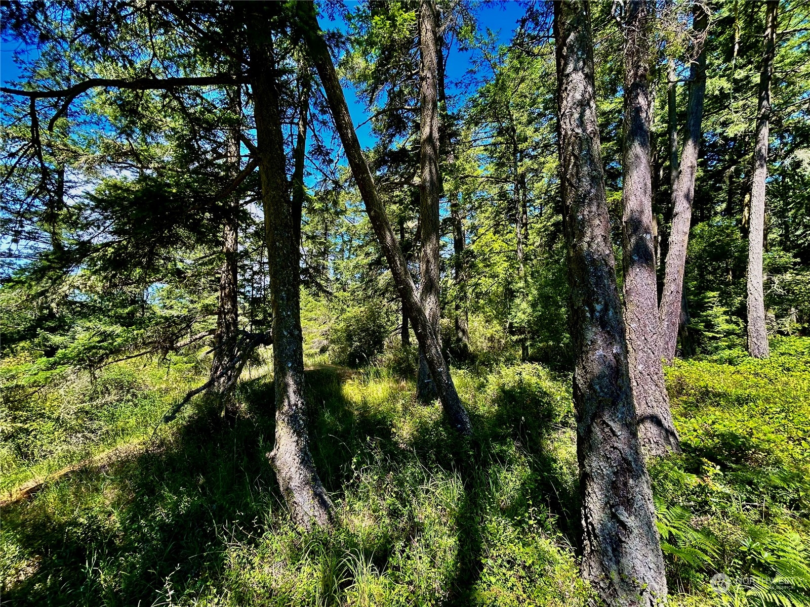 0 Salmonberry Lane Friday Harbor, WA 98250 - Photo 10 of 12